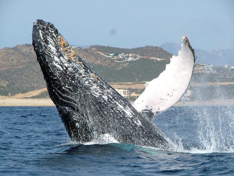 Los Cabos